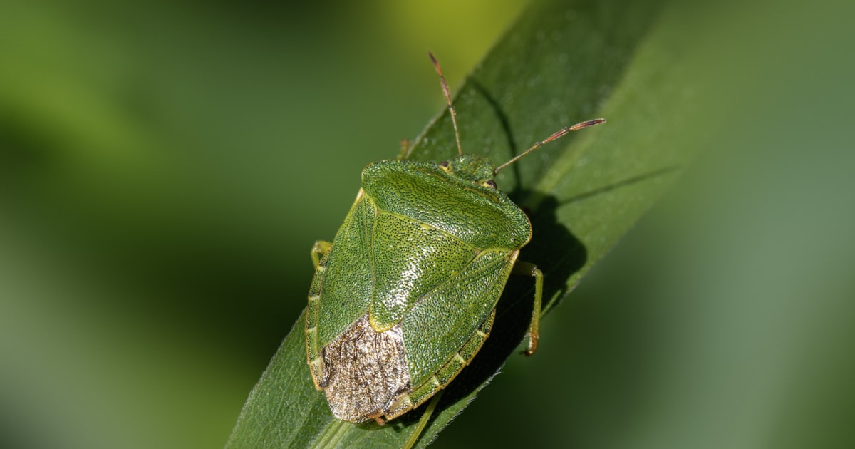 Organic Pest Control: Sprays, Traps, and Clever Tricks