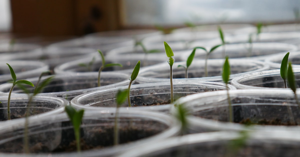 Seed Starting Indoors: Getting a Head Start on the Season