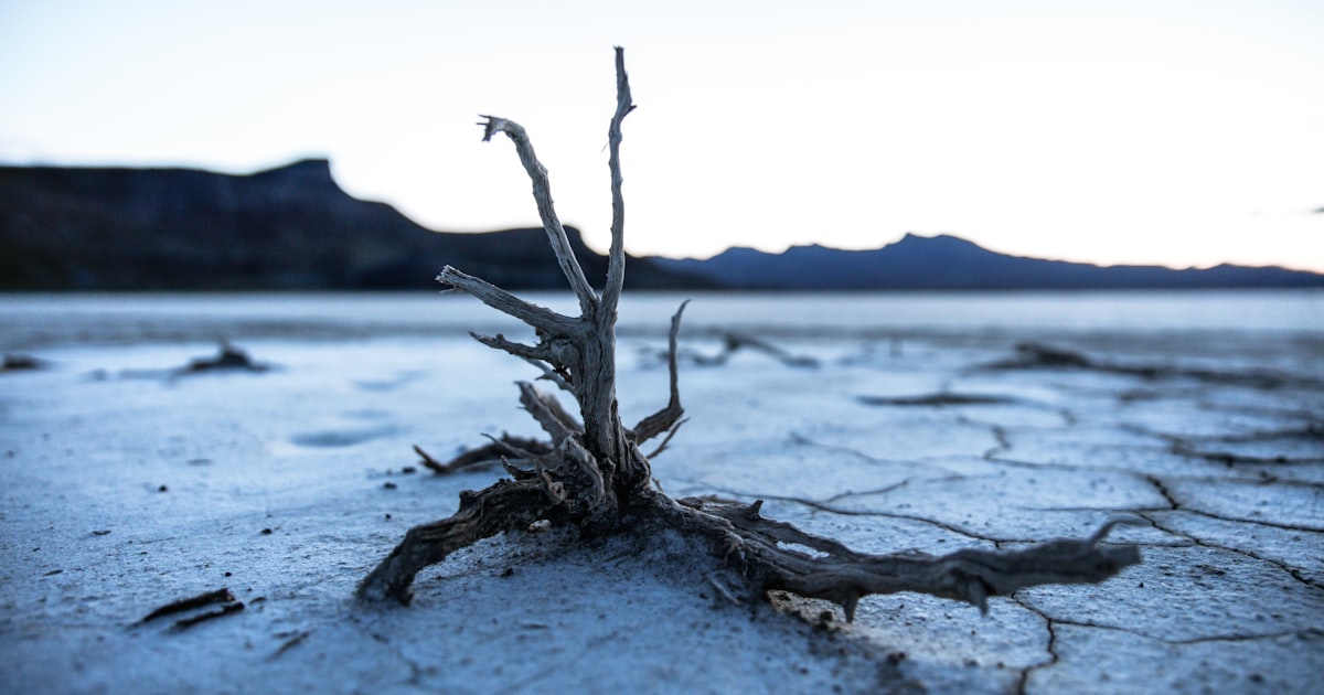 Soil Biology: The Microscopic World That Feeds Your Plants