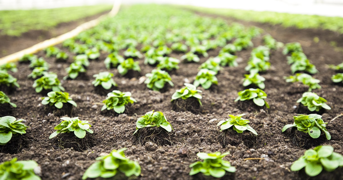 Square Foot Gardening: Maximum Yield, Minimum Space