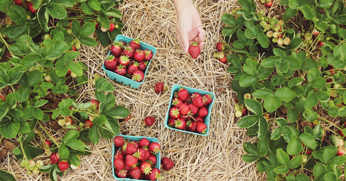 Succession Planting: Never Run Out of Fresh Greens