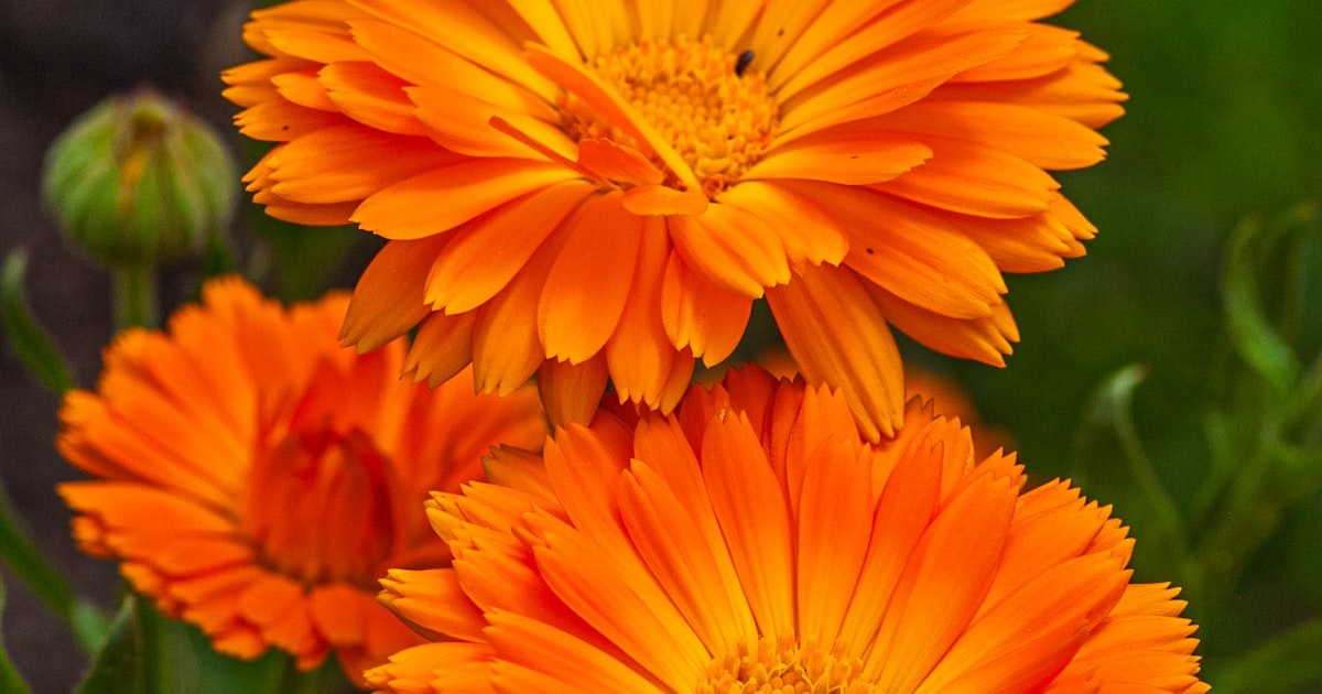 Summer Garden Survival Guide: Keeping Your Garden Alive in the Australian Heat - Learn how to protect your garden during harsh Australian summers. From water-saving techniques to he