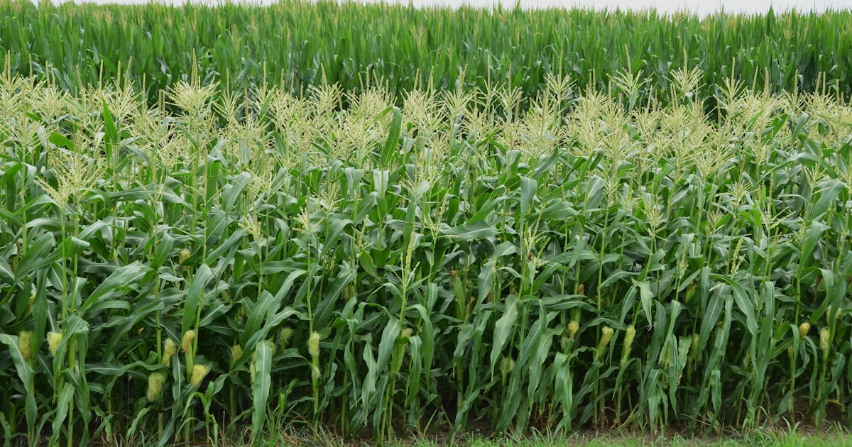 The Three Sisters: Corn, Beans, and Squash Together