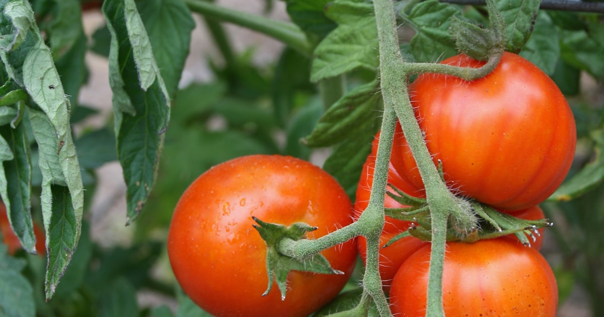 Tomatoes 101: Bush vs Vining and Which Is Right for You