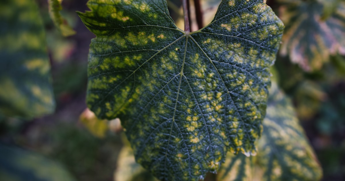 Understanding Plant Diseases: Prevention Over Cure