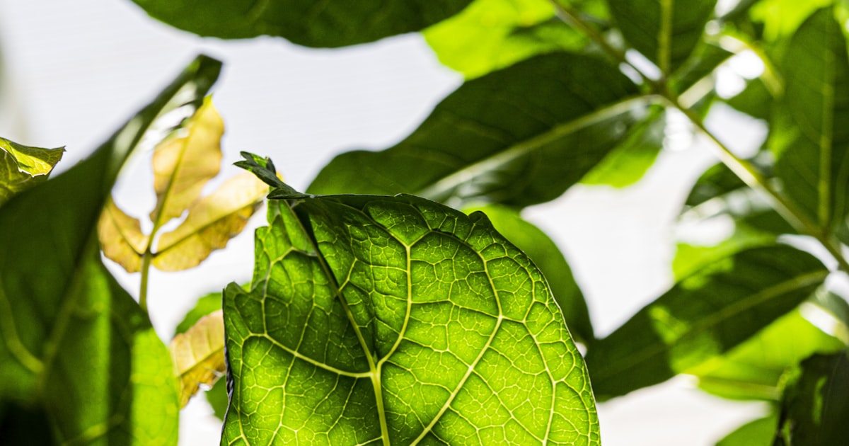 The Sunny Side of Gardening: Understanding Light Needs