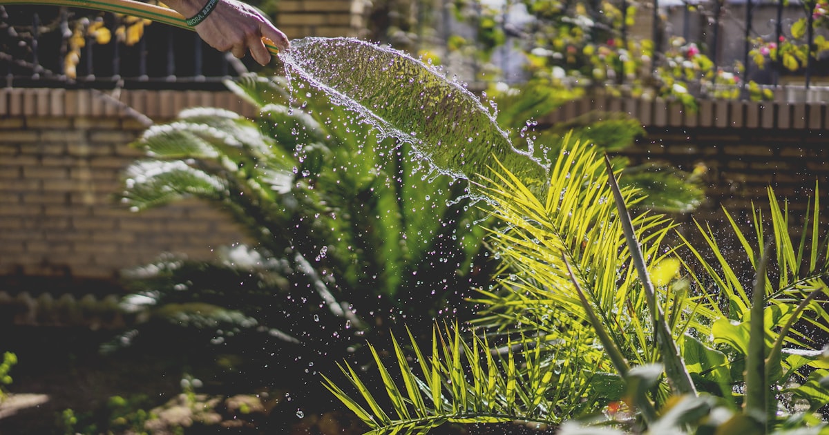 Watering Wisdom: When, How Much, and Why It Matters